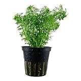 Ambulia Limnophila Sessiliflora: La Planta Ideal para Acuarios de Mascotas y su Comparativa con Otras Opciones