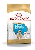 Análisis Completo de Royal Canin Golden Retriever Puppy: ¿Es la Mejor Opción para Tu Cachorro?