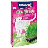 Las Mejores Hierbas para Gatos: Análisis y Comparativa de Productos que Tu Mascota Amará