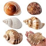 Descubre el Fascinante Mundo del Cangrejo que Usa Caracolas como Hogar: Análisis de los Mejores Acuarios y Accesorios para Tu Mascota