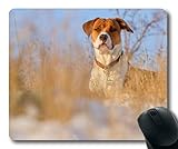 Los Mejores Productos para Perros Ratón de Praga: Análisis y Comparativa para su Bienestar