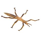 Guía Completa: ¿Dónde y Cómo Comprar Insecto Palo para Mascotas? Comparativa de las Mejores Opciones del Mercado