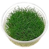 Eleocharis Párvula: La Mejor Opción de Plantas Acuáticas para el Acuario de tu Mascota - Comparativa y Análisis de Productos