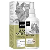 Desmitificando el Aloe Vera: ¿Es Tóxico para los Gatos? Análisis y Comparativa de Plantas Seguras para Tu Mascota