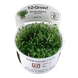 Glossostigma elatinoides: La Planta Perfecta para el Acuario de Tu Mascota - Análisis y Comparativa de los Mejores Productos