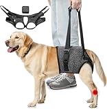 Todo lo que Necesitas Saber sobre la Operación de Displasia de Cadera en Perros: Comparativa de los Mejores Productos para su Recuperación