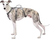 Los Mejores Arnés para Galgo: Análisis y Comparativa de Opciones para el Confort de tu Perro
