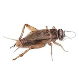 Las Mejores Opciones de Alimento Vivo para Reptiles: Análisis y Comparativa de los Productos Más Efectivos