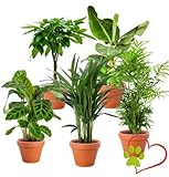 Las Mejores Plantas de Interior Apta para Gatos: Análisis y Comparativa de Opciones Seguras para tu Hogar