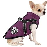 Las Mejores Opciones de Cruceros para Viajar con Tu Perro: Análisis y Comparativa de Experiencias y Servicios Pet-Friendly