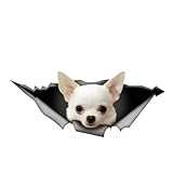 Chihuahuas en Adopción: Comparativa de los Mejores Productos para su Cuidado y Bienestar