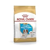 Los Mejores Productos para tu Cachorro Cavalier King Charles Spaniel: Análisis y Comparativa Esencial
