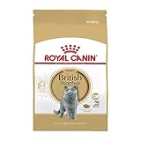 Todo sobre el British Shorthair Red: Comparativa de los Mejores Productos para su Cuidado y Bienestar
