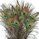 Las Mejores Plumas de Pavo Real para Mascotas: Guía de Compra y Comparativa de Productos