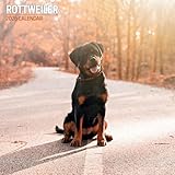 Guía Definitiva para Comprar un Rottweiler: Consejos, Comparativas y los Mejores Productos para su Bienestar
