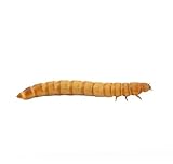 Tenebrio Vivo: Análisis y Comparativa de los Mejores Alimentos Naturales para Reptiles y Mascotas Exóticas
