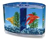 Las Mejores Peceras para Peces Betta: Análisis y Comparativa de Productos Esenciales