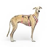 Top 5 Mejores Arnés para Galgos: Análisis y Comparativa de los Productos Más Efectivos del Mercado