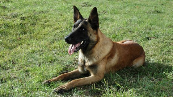 Belga malinois nombres para perros pastor belga 2