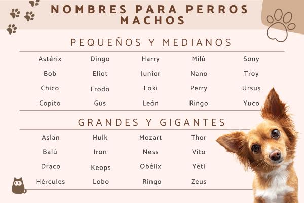 Cachorros Nombres para Perros Machos