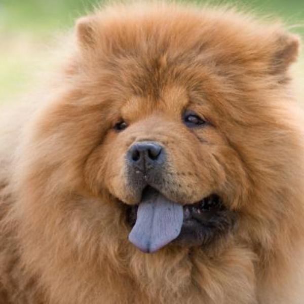 Dog Chow Nombres para Perros