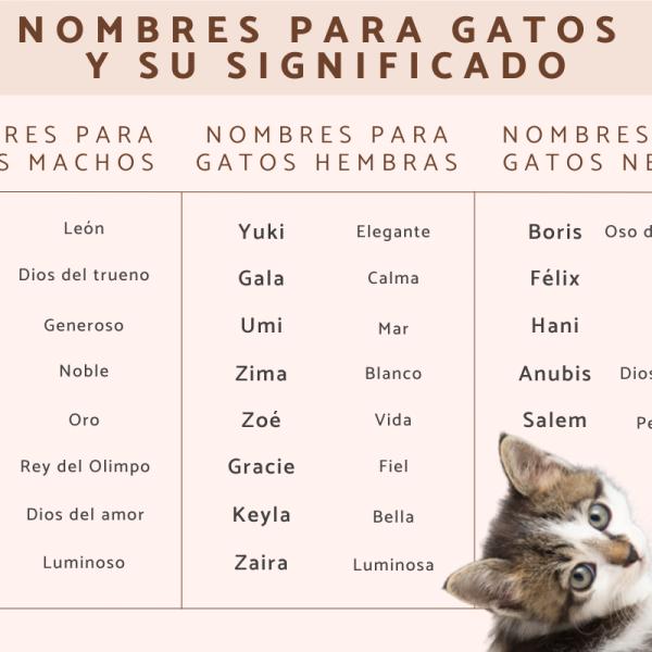 El Mejor Nombre para un Gato
