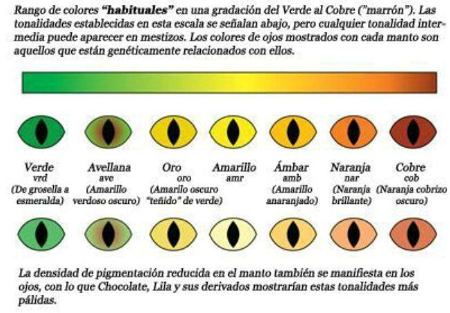Generador de Nombres para Gatos