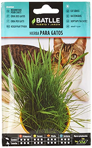Hierba para gatos nombre 2