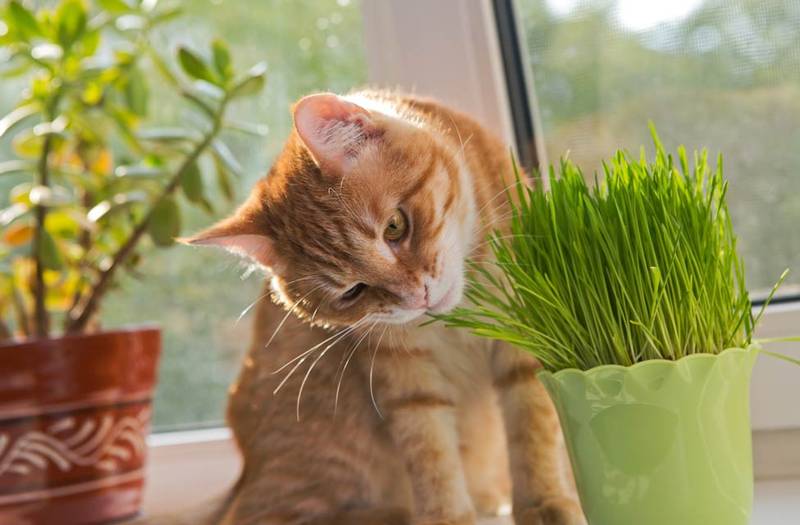 Hierba para gatos nombre 5