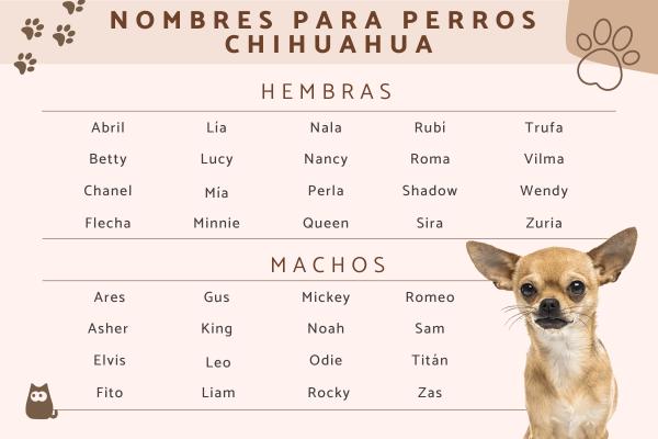Lista de Nombres para Perros Chihuahuas