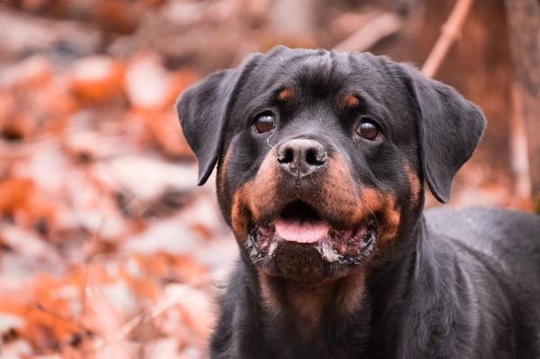 Lista de Nombres para Perros Rottweiler Machos