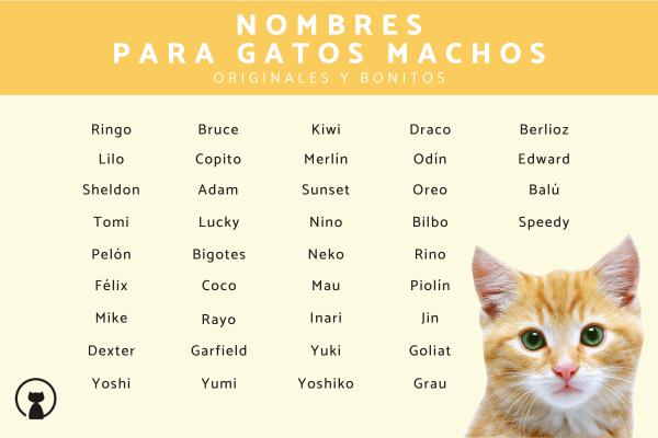 Mejores Nombres para Gatos Machos