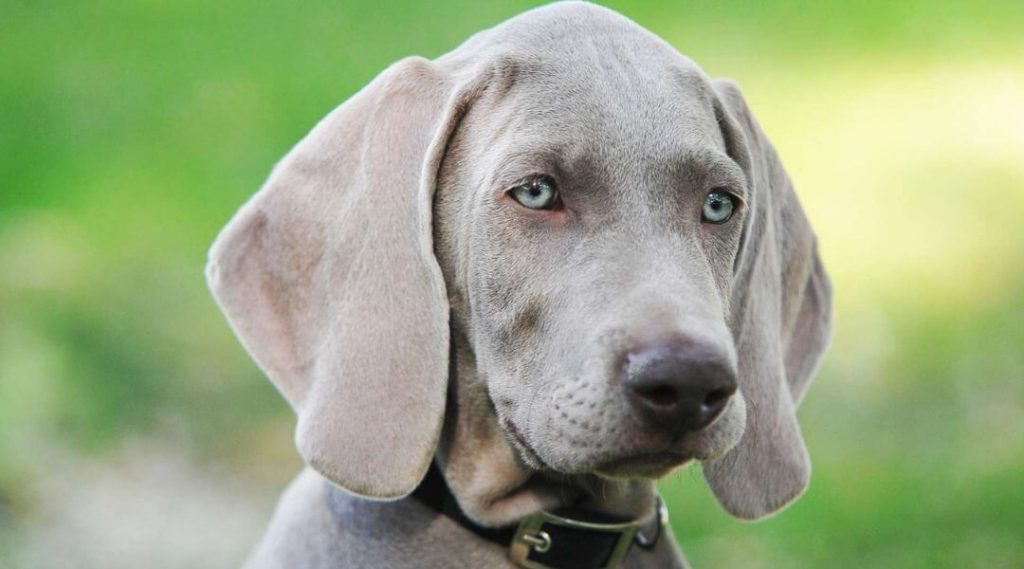 Nombre de desparasitantes para perros cachorros 5