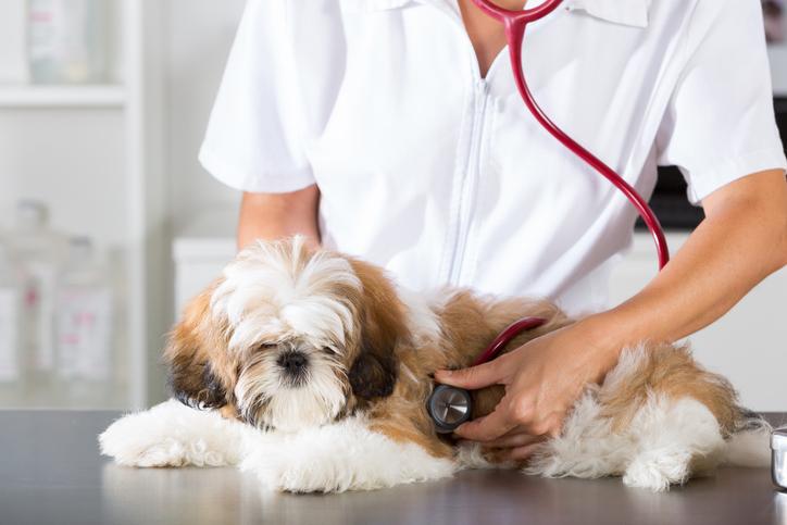 Nombre de desparasitantes para perros cachorros 1