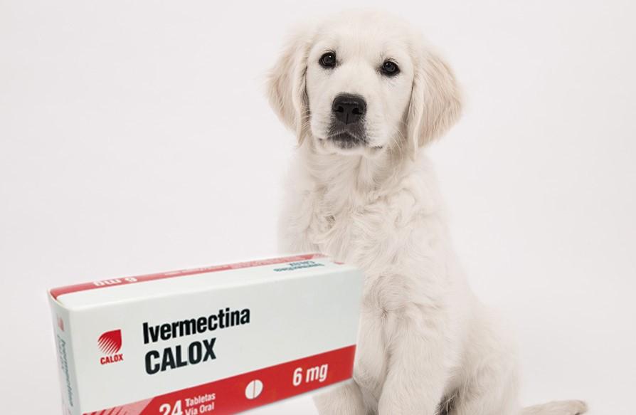 Nombre de Inyección para Garrapatas en Perros