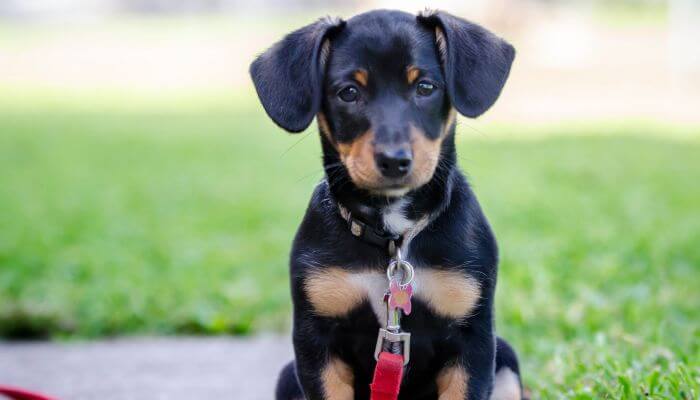 Nombre en espanol para el perro goofy 4