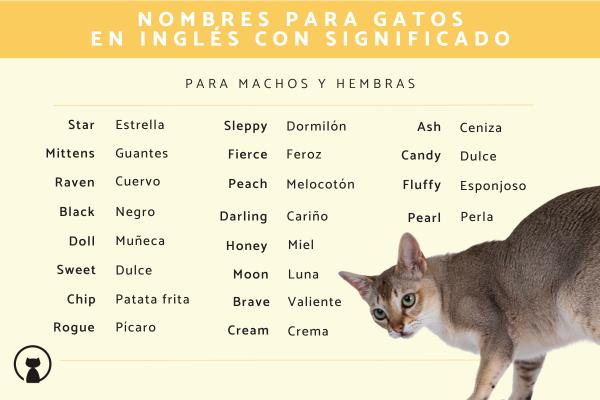 Nombre en ingles para gatos 5