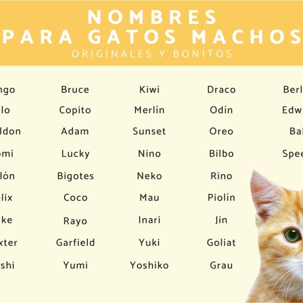 Nombre para gato macho negro y blanco 3