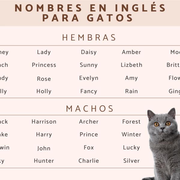 Nombre para gatos carey 4