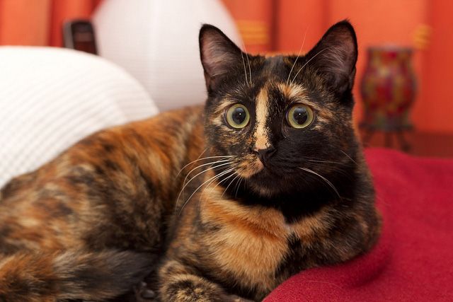 Nombre para gatos carey 5