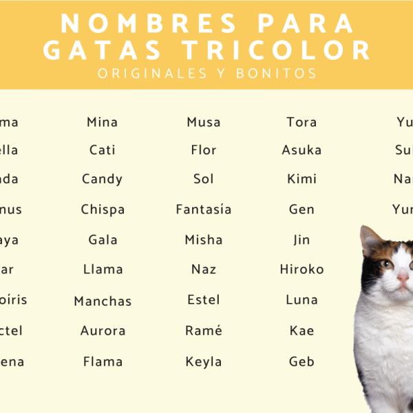 Nombre para gatos carey 1