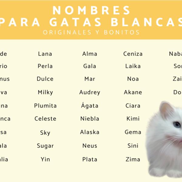 Nombre para gatos con ojos azules 4