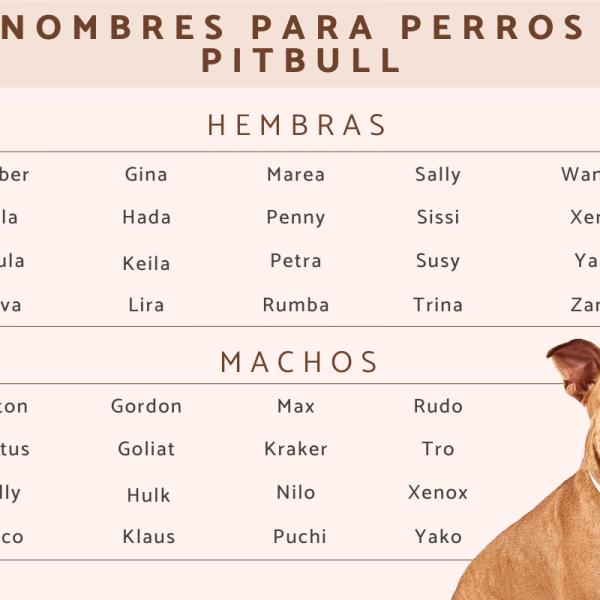 Nombre para Perra Negra Pitbull