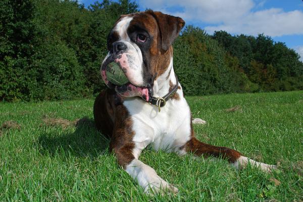 Nombre para Perro Boxer Macho