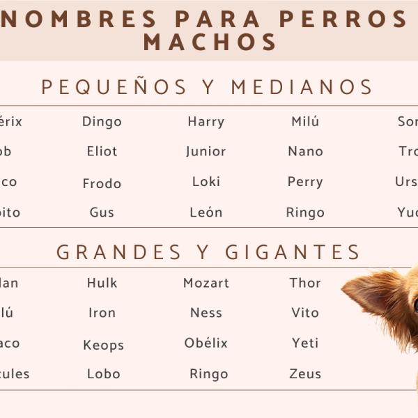 Nombre para Perro Galgo Macho