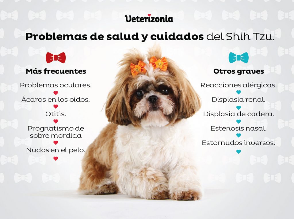 Nombre para perro shih tzu 1