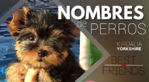 Nombre para Perro Yorkie