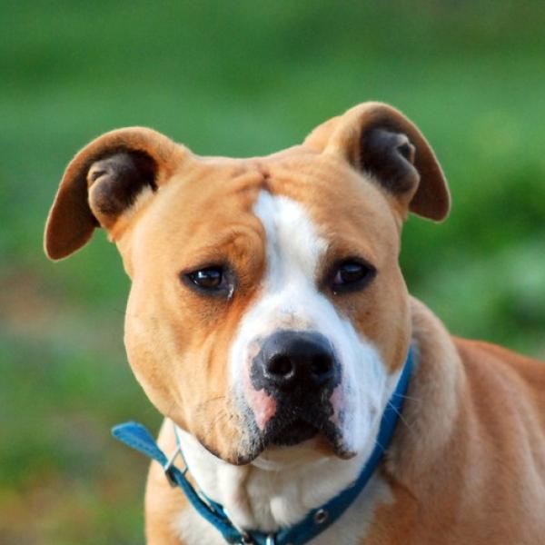 Nombre para Perros American Stanford