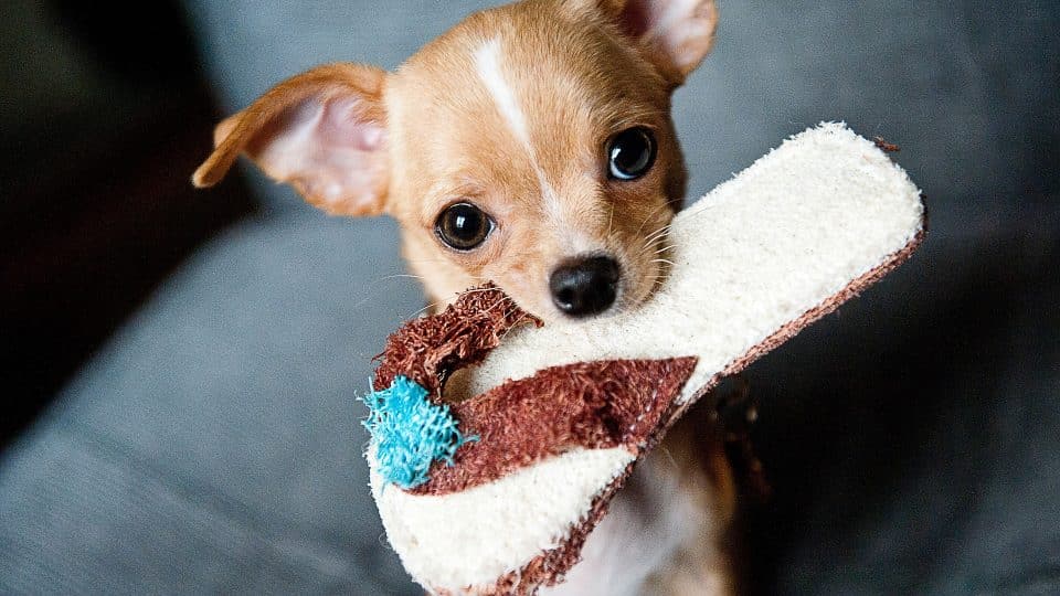 Nombre para Perros Chiguaguas