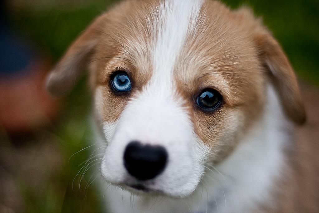 Nombre para Perros con Ojos de Dos Colores